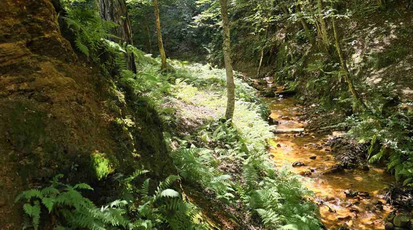 „GUBER“ NATURE PARK OFFICIALLY PROTECTED